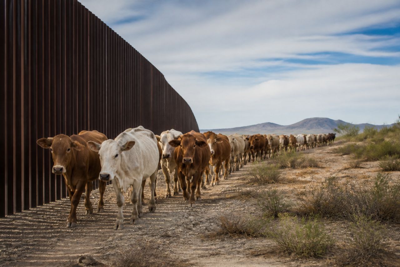 Frontera al ganado depende de control de gusano barrenador